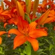 Цибулини Яскрава Лілія азіатська Orange Summer (59512) (1шт) - зображення 2
