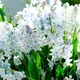 Пушкінія Яскрава Пушкінія Blue (scilloides var. Libanotica) (45315) (5шт) - зображення 2