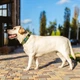 Ошейник для собак с ручкой хлопчатобумажная тесьма CoLLaR Брезент, пластиковый фастекс, L, Ш 35 мм, Длин 53-69 - изображение 3
