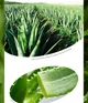 Крем для обличчя Bioaqua Aloe Vera Moisturizing Essence Cream, з екстрактом алое вера, 50 г - зображення 4