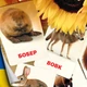 Картки Домана ''Тварини наших лісів'' українською мовою, у наборі 16 карток - зображення 1