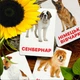 Карточки Домана ''Породы собак'' на украинском языке, в наборе 32 карточек - изображение 3