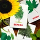 Картки Домана ''Листя та дерева'' українською мовою, у наборі 24 карток - зображення 3