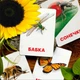 Карточки Домана ''Насекомые'' на украинском языке, в наборе 16 карточек - изображение 3