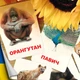 Карточки Домана ''Животные Азии'' на украинском языке, в наборе 16 карточек - изображение 1