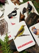 Карточки Домана ''Птицы наших лесов'' на немецком языке, в наборе 16 карточек - изображение 2