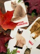 Карточки Домана ''Породы кошек'' на немецком языке, в наборе 32 карточек - изображение 3
