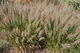 Насіння Сухоцвіти Декоративні злаки суміш, 0,5 г (GL Seeds) - зображення 2
