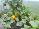 Семена Дыня Ливадия, 10 г (GL Seeds) - изображение 4