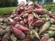 Семена Свекла корм. Киевская розовая, 20 г (GL Seeds) - изображение 5