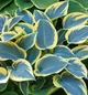 Хоста 'First Frost', контейнер 2л - зображення 4