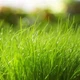 Смесь газонных трав Eurograss Теневой газон (DSV) 5кг (346501-5) - изображение 3