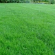 Смесь газонных трав Eurograss Теневой газон (DSV) 5кг (346501-5) - изображение 4