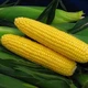 Голландские семена Syngenta Сахарная кукуруза Спирит F1 100 шт - изображение 2