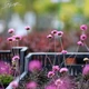 Армерия приморская 'Rubrifolia'. Контейнер 0.5 л - изображение 6