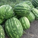 Семена Арбуз Маракеш F1 10сем Ergon Seeds - изображение 2