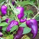 Перец сладкий Лайлак белл 0,1 г - изображение 3