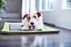 Ласощі для дорослих собак дрібних порід DentaLife Small для підтримки здоров'я порожнини рота 115 г (7613035379817/7613036454087) - зображення 9