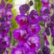 Гладіолус Alfafa Бордовий, Бузковий Florium (205190) - зображення 1
