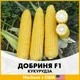 Кукурудза Lark Seeds Добриня F1 , 100 шт, Насіння з США - зображення 1