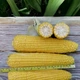 Кукурудза Lark Seeds Добриня F1 , 100 шт, Насіння з США - зображення 2