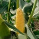 Кукурудза Lark Seeds Добриня F1 , 100 шт, Насіння з США - зображення 3