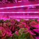 Светодиодная фитолента\фитолампа для комнатных растений от USB Полный спектр от GrowLight (3 метра) - изображение 6