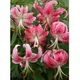 Лілія тигрова звисаюча Speciosum Rubrum - зображення 1
