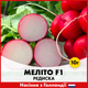 Голландские семена Hazera Редис Мелито F1 10 г - изображение 1