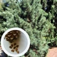Кедр Корейский семена (20 шт) (Pinus koraiensis) сосна кедровая - изображение 1