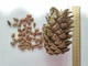 Кедр Корейский семена (20 шт) (Pinus koraiensis) сосна кедровая - изображение 5