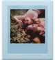 Фотоплівка Polaroid Go film double pack - Powder Blue Frame (006376) - зображення 4