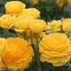 Луковицы Яскрава Лютики Yellow (29760) (5шт) - изображение 1