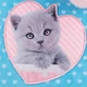 Рюкзак шкільний каркасний ортопедичний для першокласника Kite Education Studio Pets, для дівчаток, блакитний (SP24-555S-1) - зображення 12