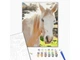 Картина по номерам Белая лошадь, Brushme (40х50 см), BS52518 - изображение 1