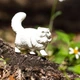 Фигурка Персидская кошка Safari Ltd 100203 - изображение 1