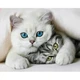 Алмазная мозаика Милые котики 40х50 см ColorArt SP105 - изображение 1