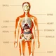 Скелет людини та органи Анатомічна модель human body навчальна модель анатомії людини для школи 28 см - зображення 7