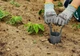 Інструмент для посадки розсади Verto, d60мм, 23.5см, 0.23кг - зображення 8