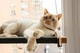 Лежаки Pet Joy Гамак на окно для кота brown+gray 1 шт (wbrown1gray) - изображение 4