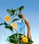 Туалетная вода для мужчин Kenzo L'Eau Kenzo Pour Homme 50 мл - изображение 3