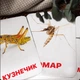Карточки Домана ''Насекомые'' на русском языке, в наборе 16 карточек - изображение 3