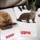 Карточки Домана ''Животные наших лесов'' на русском языке, в наборе 16 карточек - изображение 3