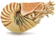 Figurka Collecta Nautilus Pompilius XL (4892900889078) - obraz 1