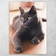 Плакат постер CupKit "Коти" №39 А3 42х29,7 см - зображення 1
