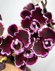 Орхидея (нецветущий подросток) TopDreams Phal 5021 Summer Breath, квіти 7 см, 1.7 (мох) - изображение 2