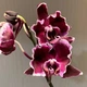 Орхидея (нецветущий подросток) TopDreams Phal 5021 Summer Breath, квіти 7 см, 1.7 (мох) - изображение 7