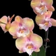Орхидея (нецветущий подросток) TopDreams Phal N5303 Unicorn Єдиноріг біг ліп, квіти 10 см, 1.7 (мох) - изображение 1
