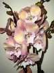 Орхидея (нецветущий подросток) TopDreams Phal N5303 Unicorn Єдиноріг біг ліп, квіти 10 см, 1.7 (мох) - изображение 7