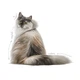 Сухой корм Royal Canin Hair&Skin Care для взрослых кошек для поддержания здоровья кожи и блеска шерсти 2 кг - изображение 2
